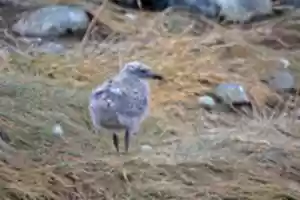 Free download Kelp seagull chick on Magdalena Island free photo or picture to be edited with GIMP online image editor