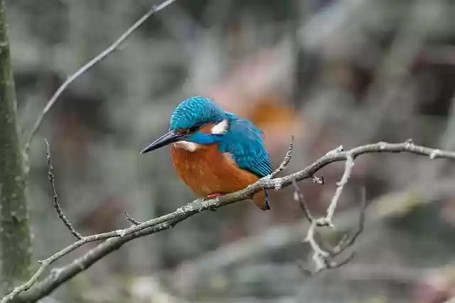 Free download kingfisher fish hunter tree winter free picture to be edited with GIMP free online image editor