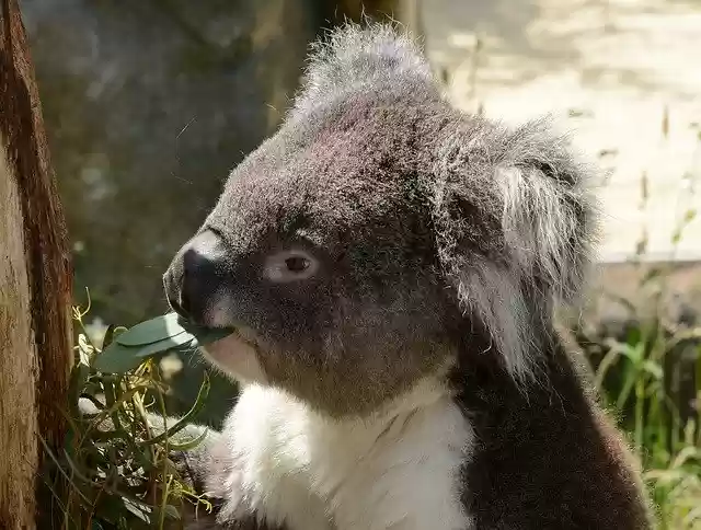 Free download Koala Bear Eating Animal -  free photo or picture to be edited with GIMP online image editor