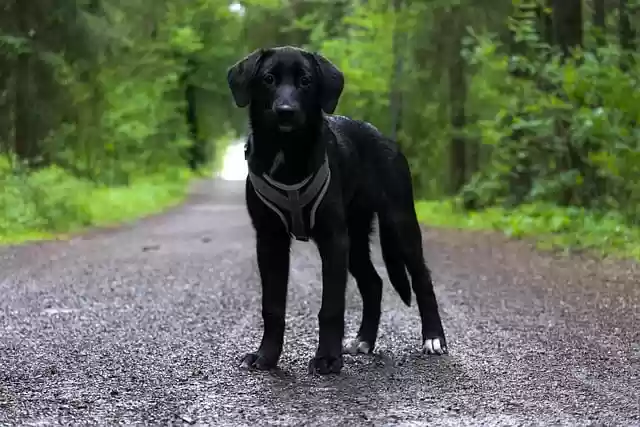 Free download labrador retriever forest black dog free picture to be edited with GIMP free online image editor