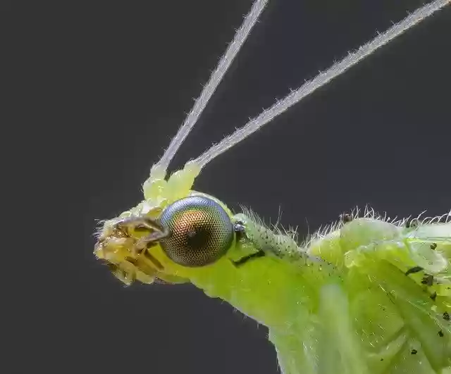 Free download Lacewing Insect Eyes -  free photo or picture to be edited with GIMP online image editor