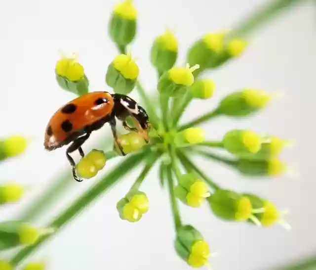 免费下载瓢虫昆虫发现 - 免费的免费照片或图片，可使用 GIMP 在线图像编辑器进行编辑