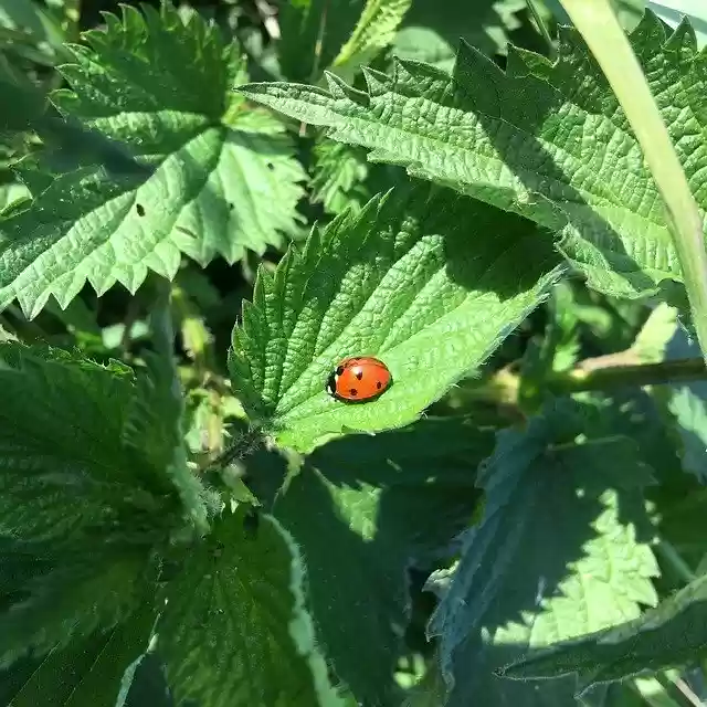 Darmowe pobieranie Biedronka Pokrzywa Natura - darmowe zdjęcie lub obraz do edycji za pomocą internetowego edytora obrazów GIMP