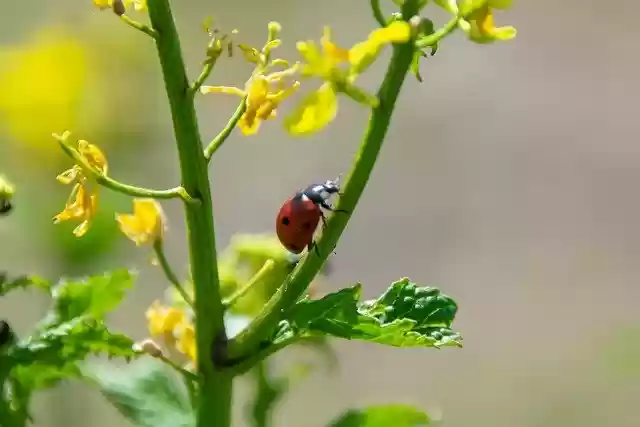 Muat turun percuma gambar percuma serangga bunga tumbuhan ladybug untuk diedit dengan editor imej dalam talian percuma GIMP