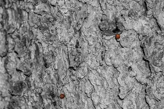 Free download Ladybug Red Tree Bark Black And -  free photo or picture to be edited with GIMP online image editor