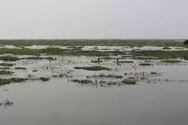 Free download Lake Water Plants Kerala -  free photo or picture to be edited with GIMP online image editor