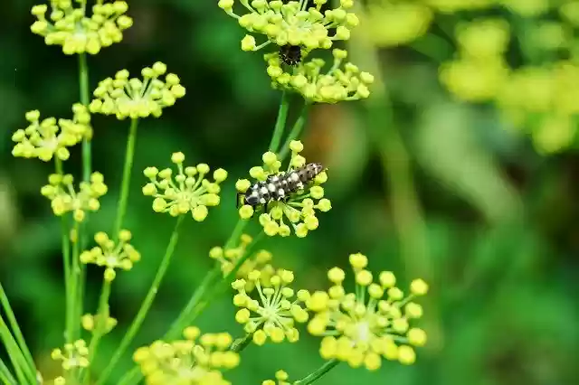 Безкоштовно завантажте Larva Ladybug Ladybeetle - безкоштовне фото чи зображення для редагування за допомогою онлайн-редактора зображень GIMP