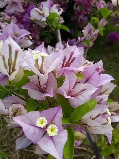 Free download Lavender Bougainvillea Flower -  free photo or picture to be edited with GIMP online image editor