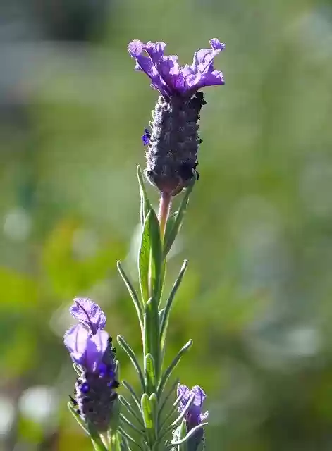 免费下载薰衣草 Lavandula Officinalis - 使用 GIMP 在线图像编辑器编辑的免费照片或图片