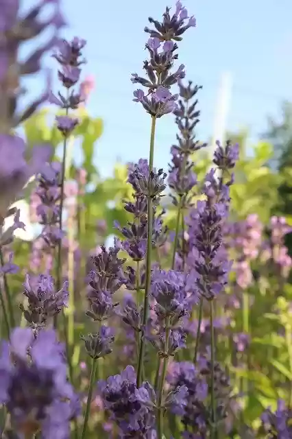 Free download Lavender Summer Purple -  free photo or picture to be edited with GIMP online image editor