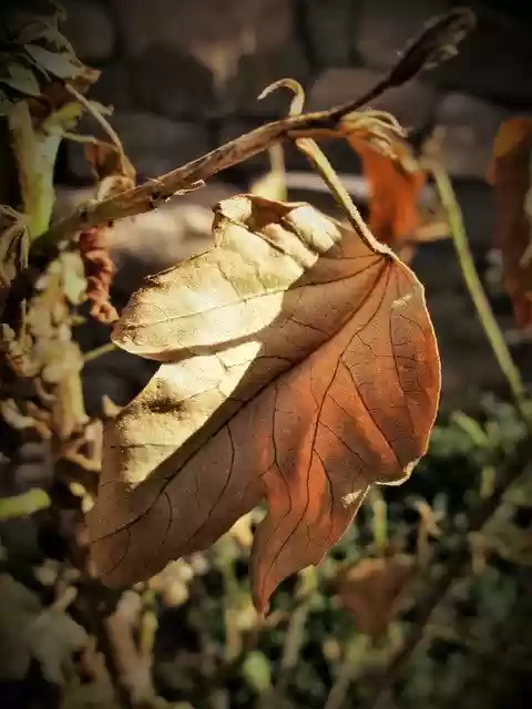 Free download Leaf Dry Autumn -  free free photo or picture to be edited with GIMP online image editor