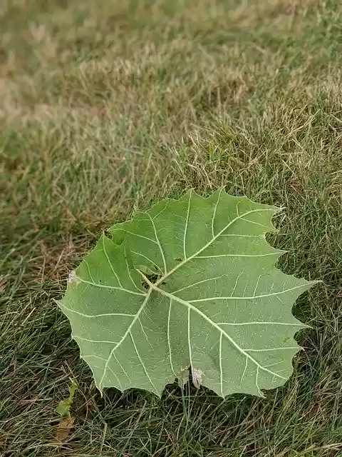 Free download Leaf Fall Autumn -  free photo or picture to be edited with GIMP online image editor