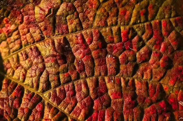 Téléchargement gratuit feuille d'automne feuilles feuille de vigne plante image gratuite à éditer avec l'éditeur d'images en ligne gratuit GIMP