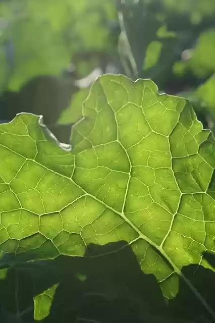 Free download Leaf Green Backlighting free photo template to be edited with GIMP online image editor