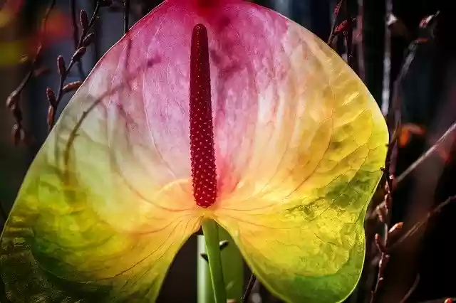 Бесплатно скачайте бесплатный шаблон фотографии Leaf Petal Flower для редактирования с помощью онлайн-редактора изображений GIMP