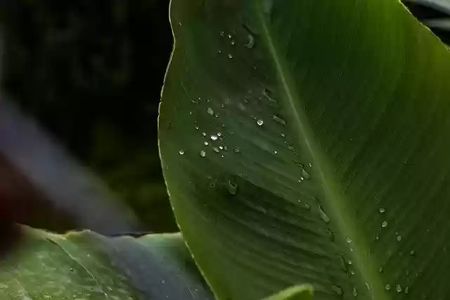 免费下载 Leaf Plant Natural - 可使用 GIMP 在线图像编辑器编辑的免费照片或图片