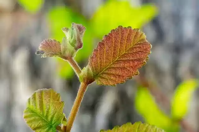 免费下载 Leaf Spring Tree - 使用 GIMP 在线图像编辑器编辑的免费照片或图片