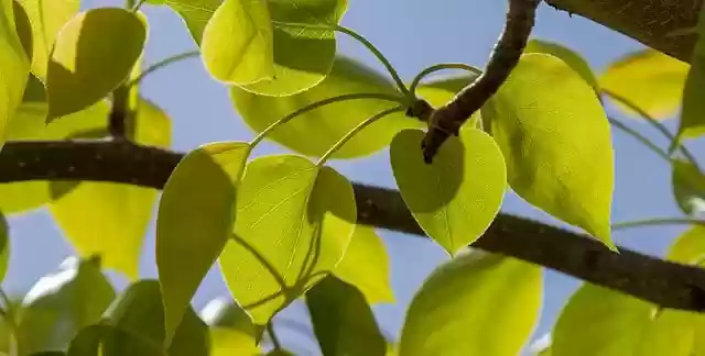 Free download leaves branch nature green foliage free picture to be edited with GIMP free online image editor