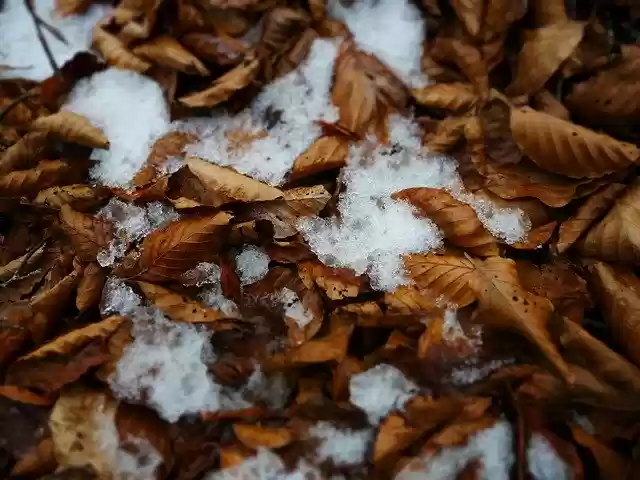 免费下载叶冰雪 - 使用 GIMP 在线图像编辑器编辑的免费照片或图片