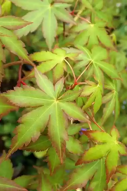 Free download Leaves Maple Spring -  free photo or picture to be edited with GIMP online image editor