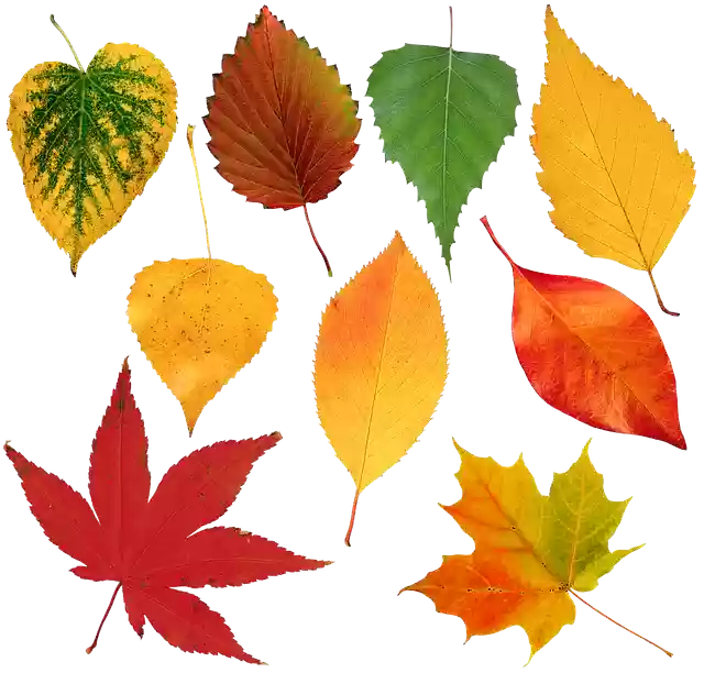 Free download Leaves Sheet Autumn -  free illustration to be edited with GIMP free online image editor