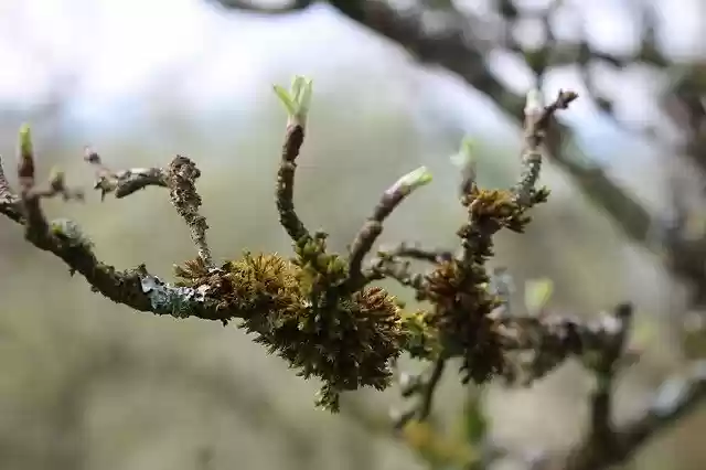 Free download Lichen Branch Tree -  free photo or picture to be edited with GIMP online image editor