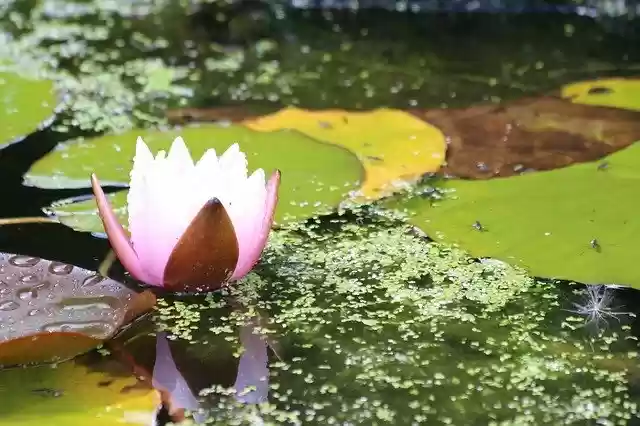 Free download Lilly Pond Lotus Flower -  free photo or picture to be edited with GIMP online image editor