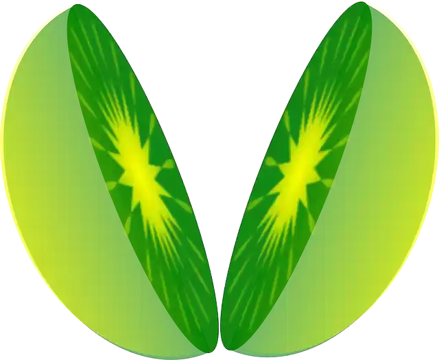 Free download Lime Kiwi Fruit - Free vector graphic on Pixabay free illustration to be edited with GIMP free online image editor