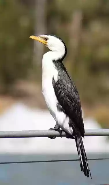 Free download little pied cormorant waterbird free picture to be edited with GIMP free online image editor