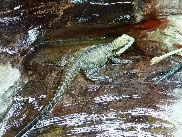 Скачать бесплатно Lizard Amphibian Reptile - бесплатное фото или изображение для редактирования с помощью онлайн-редактора изображений GIMP