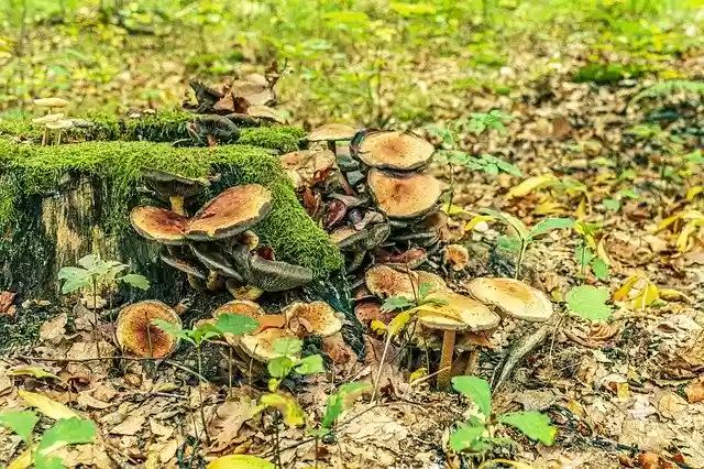 Free download Log Mushrooms Forest -  free photo or picture to be edited with GIMP online image editor