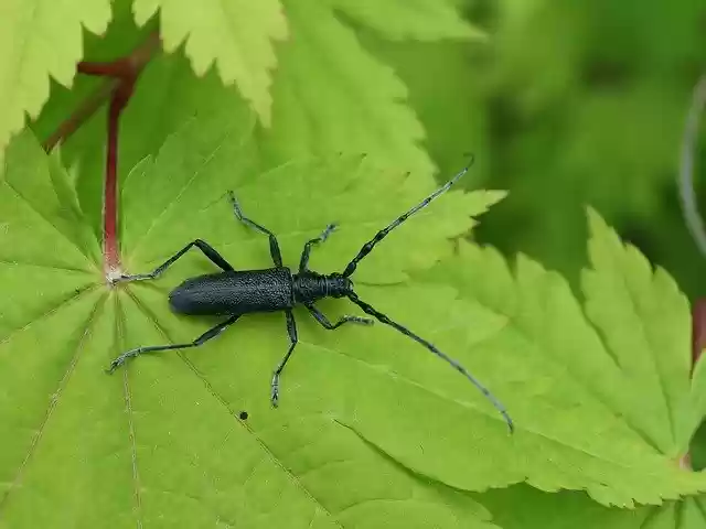 Free download Longhorn Beetle Bock -  free photo or picture to be edited with GIMP online image editor