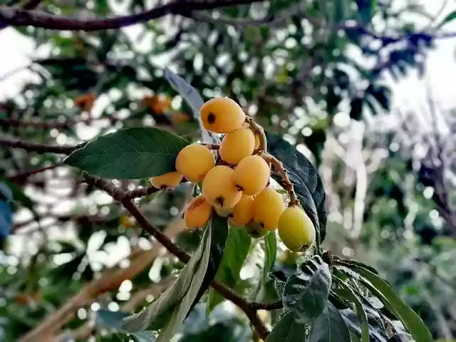 Free download Loquat Plant Eriobotrya Japonica -  free photo or picture to be edited with GIMP online image editor