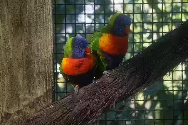 Free download Lorikeet Zoo Bird -  free photo or picture to be edited with GIMP online image editor