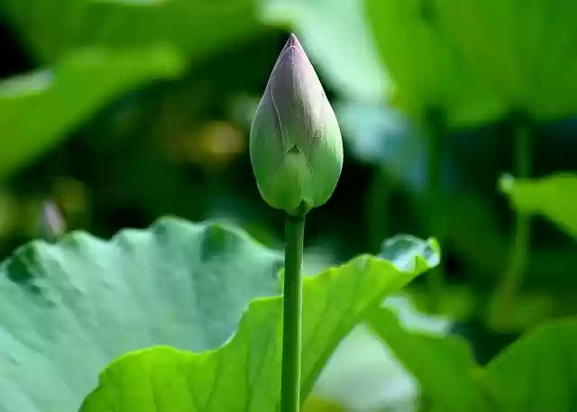 Free download lotus bud lotus flower bud plant free picture to be edited with GIMP free online image editor