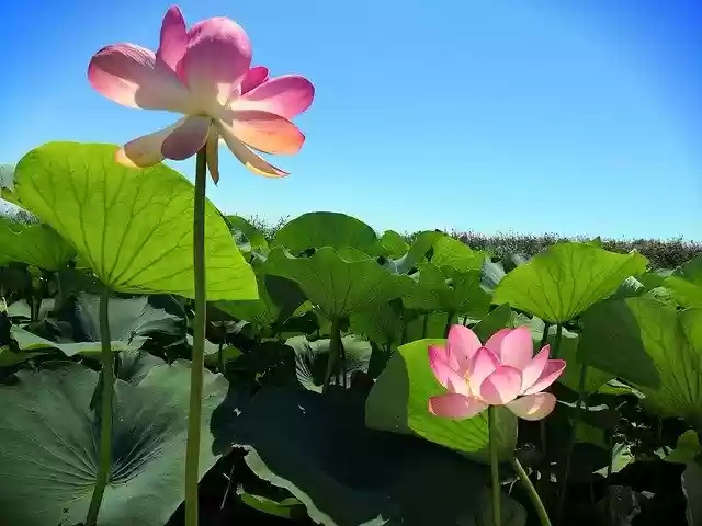 Free download Lotus Valley Anapa -  free free photo or picture to be edited with GIMP online image editor