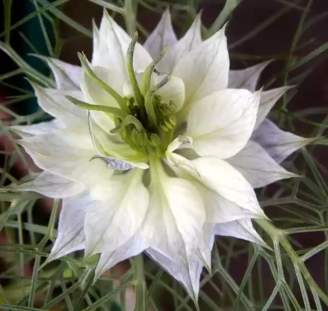 Free download Love In A Mist Flower Garden -  free photo or picture to be edited with GIMP online image editor