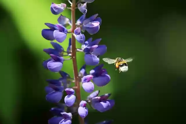 Free download lupine bumblebee blue flowers free picture to be edited with GIMP free online image editor