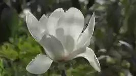 Download grátis Magnolia Flower Raindrops vídeo grátis para ser editado com o editor de vídeo online OpenShot