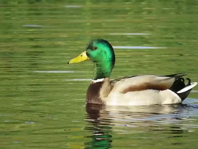 Free download Mallard Duck Bird -  free photo or picture to be edited with GIMP online image editor