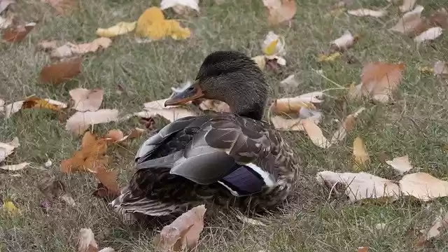 Mallard Duck Waterfowl'u ücretsiz indirin - GIMP çevrimiçi resim düzenleyici ile düzenlenecek ücretsiz fotoğraf veya resim