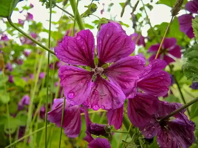 Free download Mallow Flower Summer -  free photo or picture to be edited with GIMP online image editor