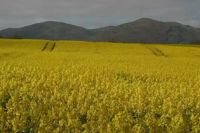 Free download Malvern Hills Rape Seed Fields -  free photo or picture to be edited with GIMP online image editor