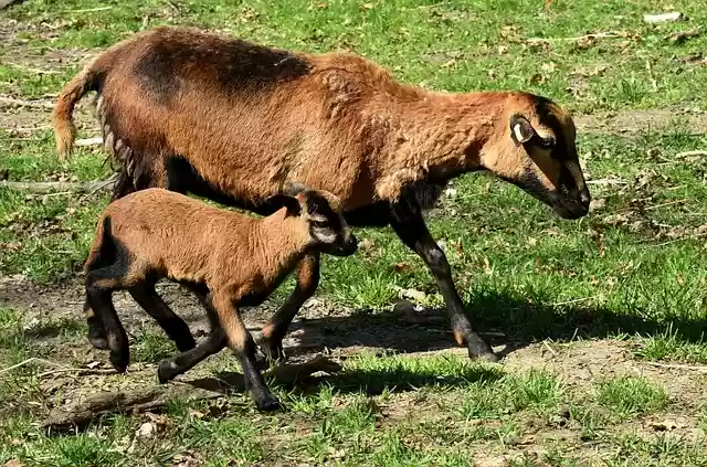 Free download mama young sheep newborn cub cute free picture to be edited with GIMP free online image editor