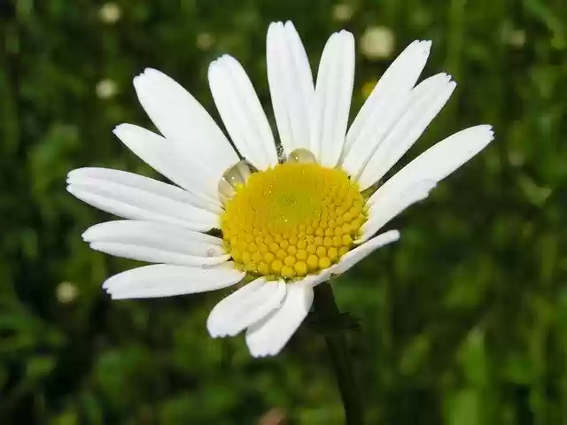 Free download Marguerite Daisy Closeup -  free photo or picture to be edited with GIMP online image editor