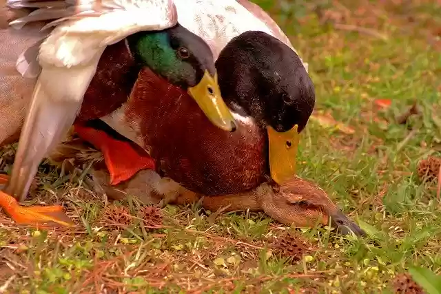 Free download Mating Duck Mallard -  free photo or picture to be edited with GIMP online image editor