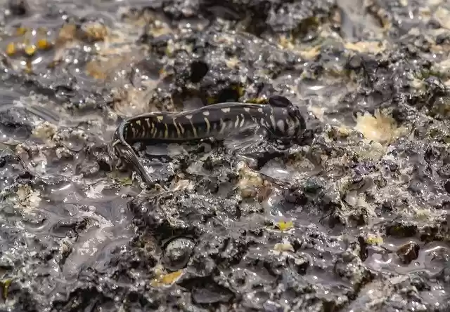 Muat turun percuma Mauritius Blenny Fish - foto atau gambar percuma untuk diedit dengan editor imej dalam talian GIMP