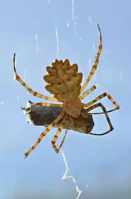 ดาวน์โหลดเทมเพลตภาพถ่ายฟรี Meal Of The Spider Insect Arachnid เพื่อแก้ไขด้วยโปรแกรมแก้ไขรูปภาพออนไลน์ GIMP