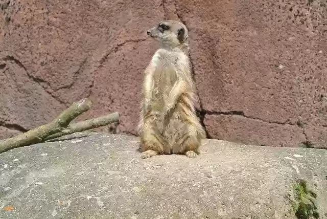 Téléchargement gratuit de Meerkat Mammal Zoo - photo ou image gratuite à éditer avec l'éditeur d'images en ligne GIMP