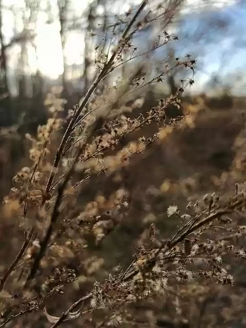 免费下载 Merzse Plant Forest - 可使用 GIMP 在线图像编辑器编辑的免费照片或图片